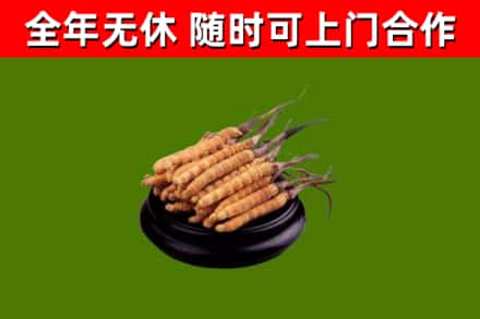 琅琊回收散虫草