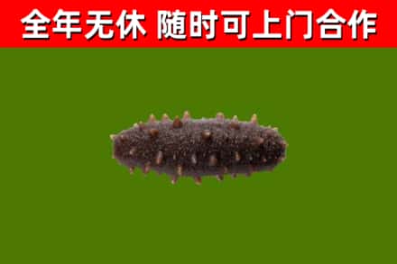 琅琊回收海参干